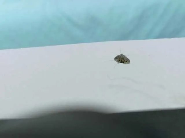 cutepetitee on BongaCams