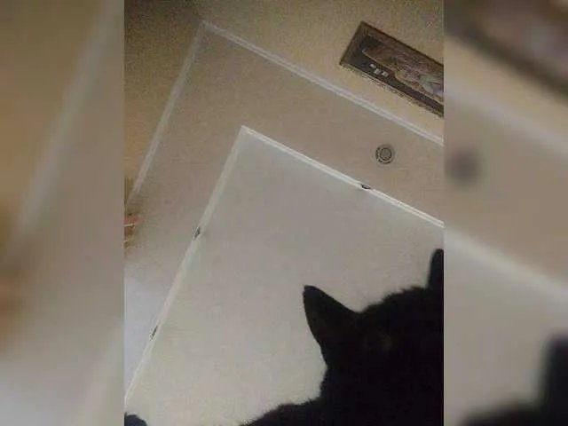 LunaRex on BongaCams