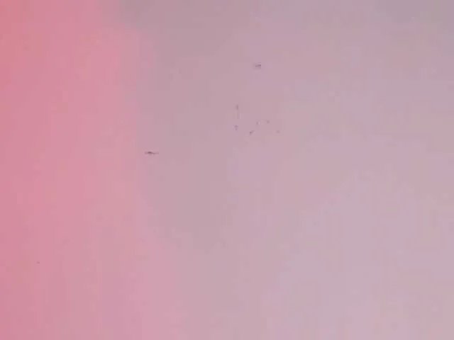 Pamela-Velvet on BongaCams