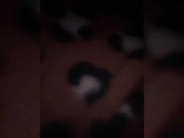 Freechat Prurient-Gem on BongaCams