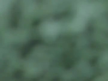 wild_firee_ on Chaturbate