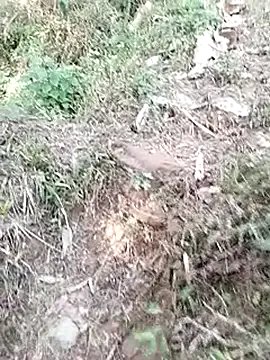 neko-nancy — See breasts