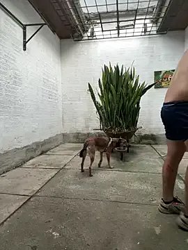 oliver_price1 on StripChat