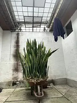 oliver_price1 on StripChat