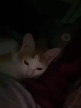 rawpuff — Freechat on StripChat